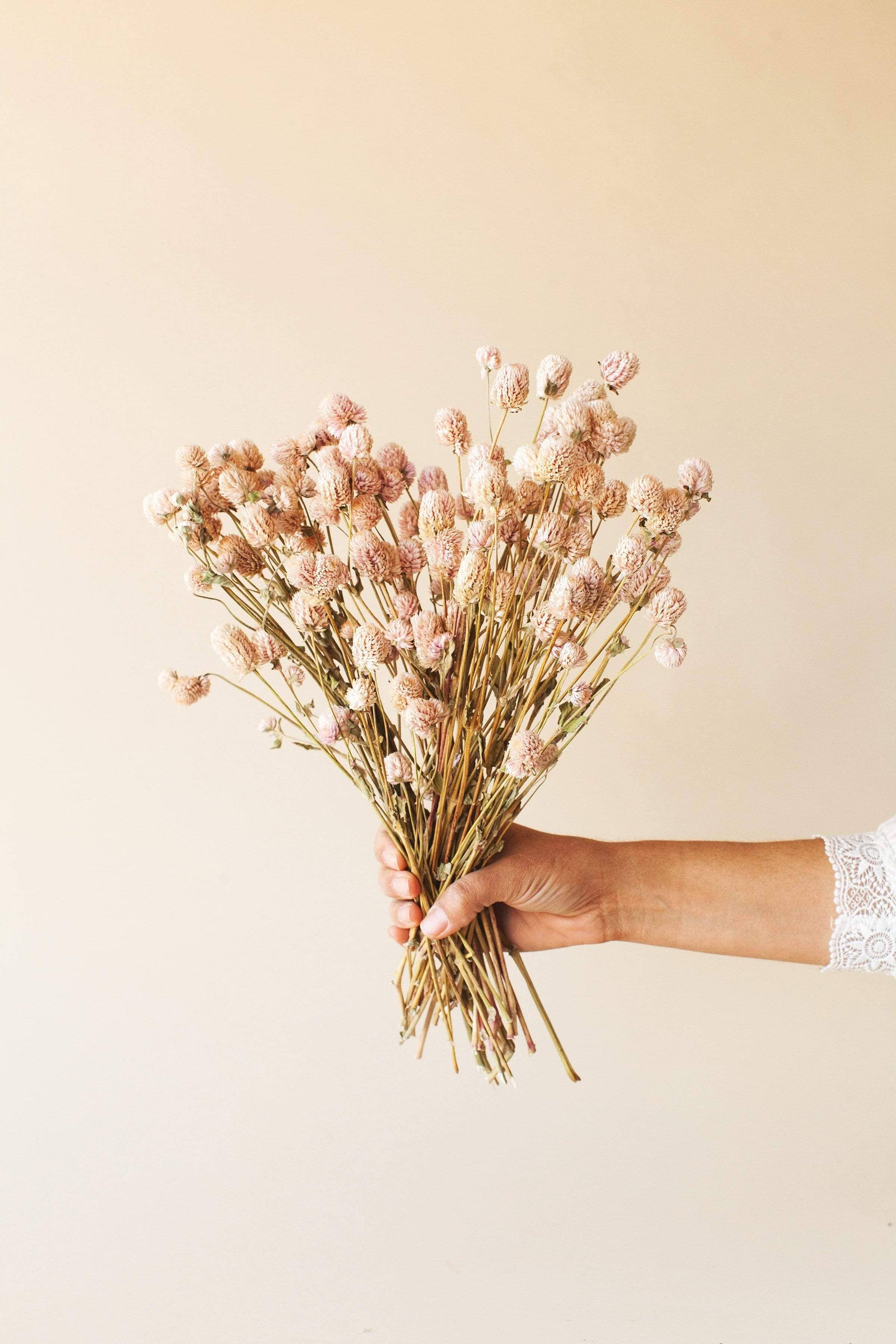 blush globe amaranth dried florals