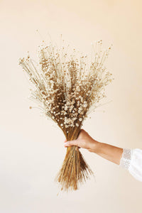 natural white star flower dried florals